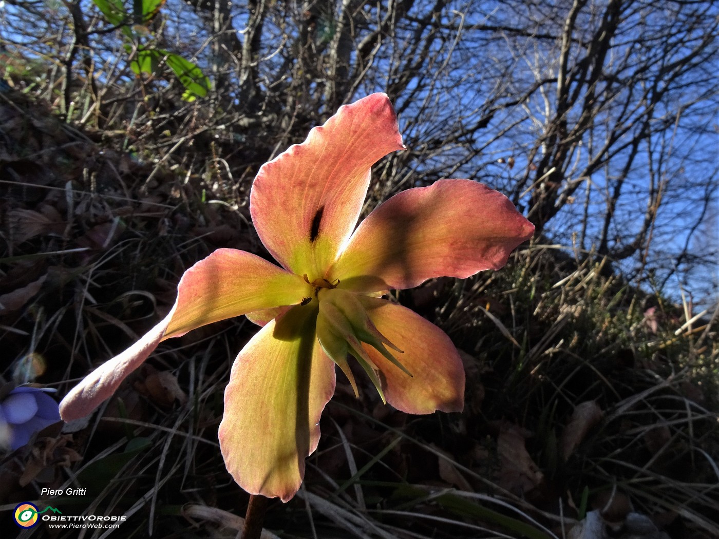 29 Helleborus niger (Elleboro) in fruttescenza.JPG